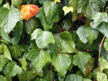 Close-up of wet plants