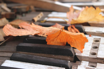 Close-up of autumn leaf