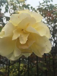 Close-up of yellow rose blooming outdoors