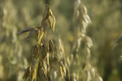 Close-up of crops on field