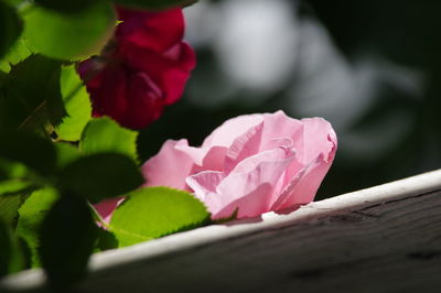 Close-up of pink roses