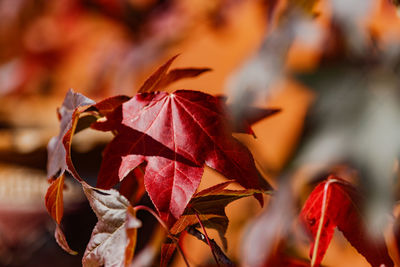 Close-up of dry maple leaves