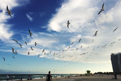 Flock of seagulls flying over sea