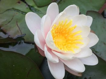 Close-up of lotus water lily in pond