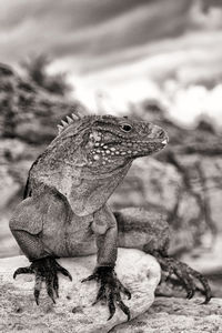 Close-up of lizard on rock