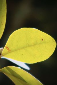 Close-up of yellow leaf on leaves