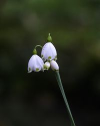 Close-up of white flowering plant