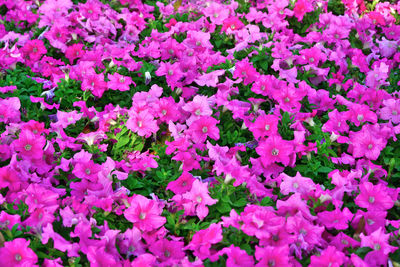 Full frame shot of pink flowering plants