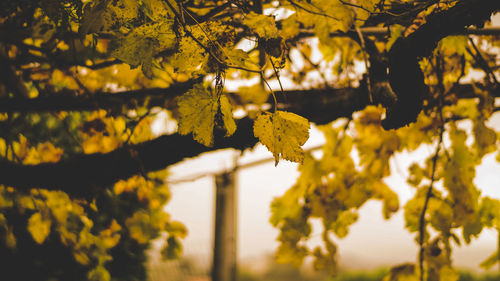 Low angle view of yellow flowering tree against sky