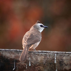 Bulbul perching on wood. taken with nikon d3400 with nikkor 70-300mm