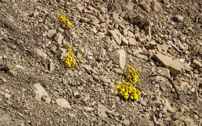 Close-up of yellow flowers