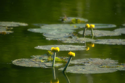 Water lilly yellow flower floating on water in lake