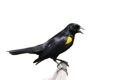 Close-up of bird perching on cable against white background