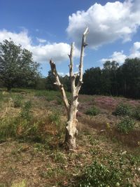 Dead tree on field against sky