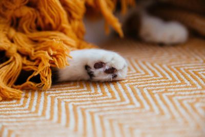 A white cat's paws on an orange blanket. cozy home.