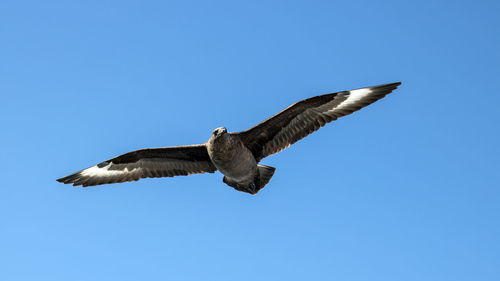 South polar skua in antarctica
