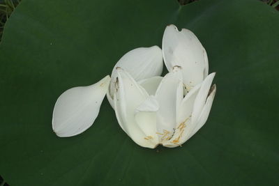 Close-up of white lily