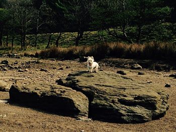 Dog looking away