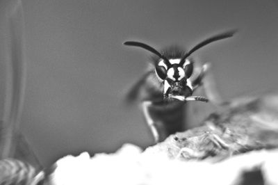 Close-up of bee on flower