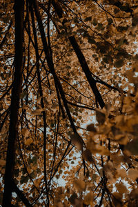 Low angle view of flowering tree