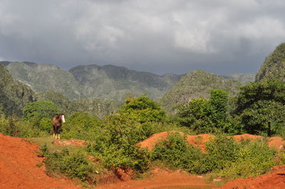 Scenic view of green landscape against sky