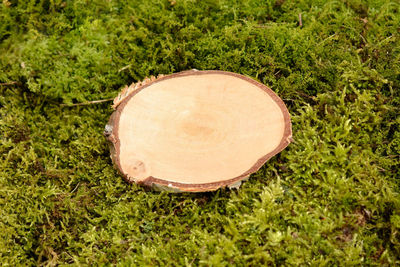 High angle view of tea light on field