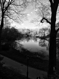 Bare trees by lake