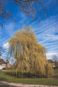 Low angle view of tree against sky