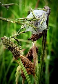 Close-up of lizard on plant