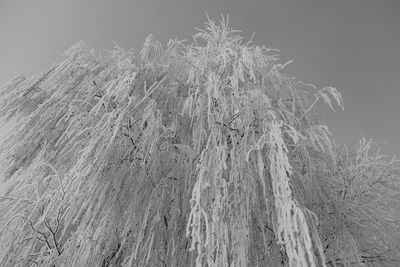 Close-up of grass against sky