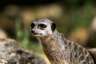 Close-up of an animal looking away