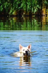 Portrait of dog swimming in lake