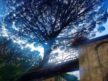 Low angle view of tree against sky