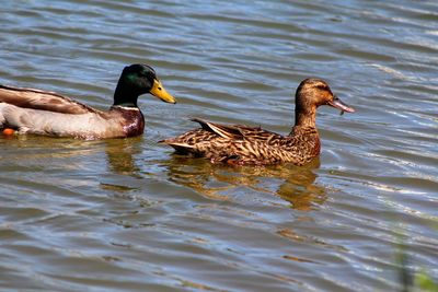 Mallard ducks swimming in lake