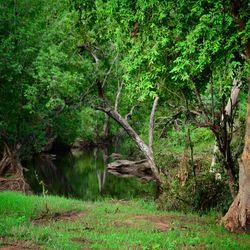 Trees in forest