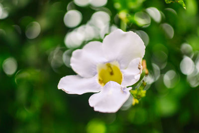 Close-up of flower blooming outdoors