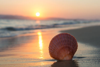 Close-up of seashell on beach against sky during sunset