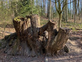 Dead tree stump in forest