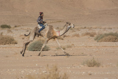 Side view of man riding horse on sand at field