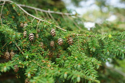 Close-up of pine cones on tree