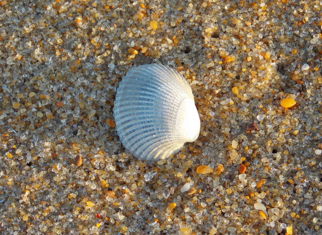 SEASHELLS ON SAND