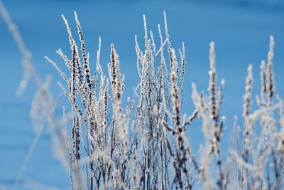 Close-up of frozen plants against sky