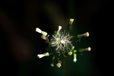 Close-up of dandelion flower