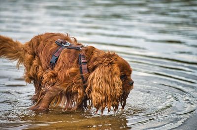 Brown dog in a lake