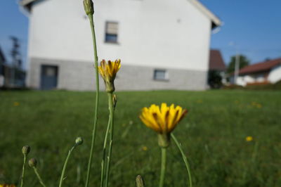 Close-up of yellow flower blooming in field