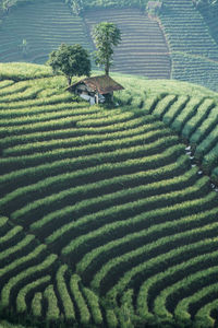 High angle view of agricultural field