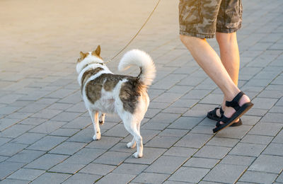 Low section of man with dogs walking on street