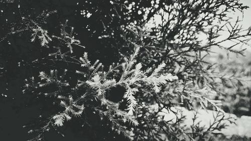 Close-up of tree branch against sky