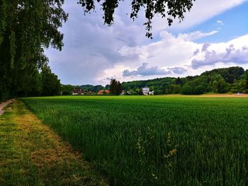 Scenic view of agricultural field against sky