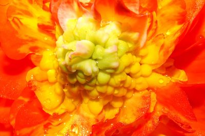 Full frame shot of yellow flower
